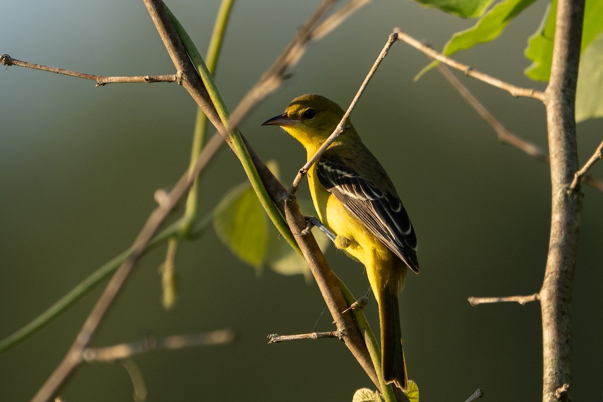 Orchard Oriole - ML622872122