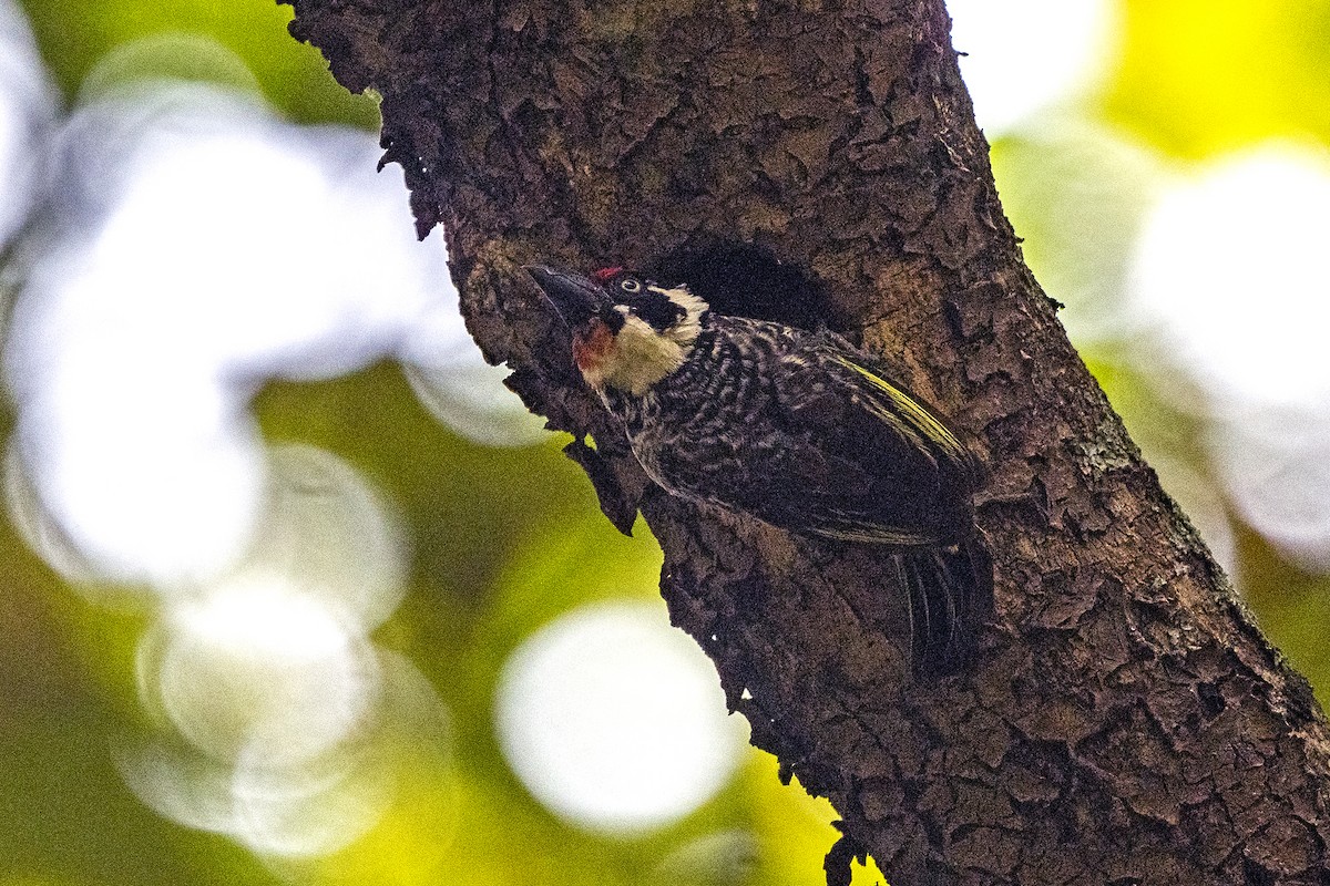 Banded Barbet - ML622872135