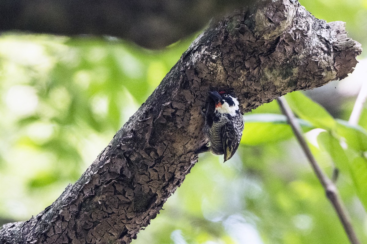 Banded Barbet - Wachara  Sanguansombat