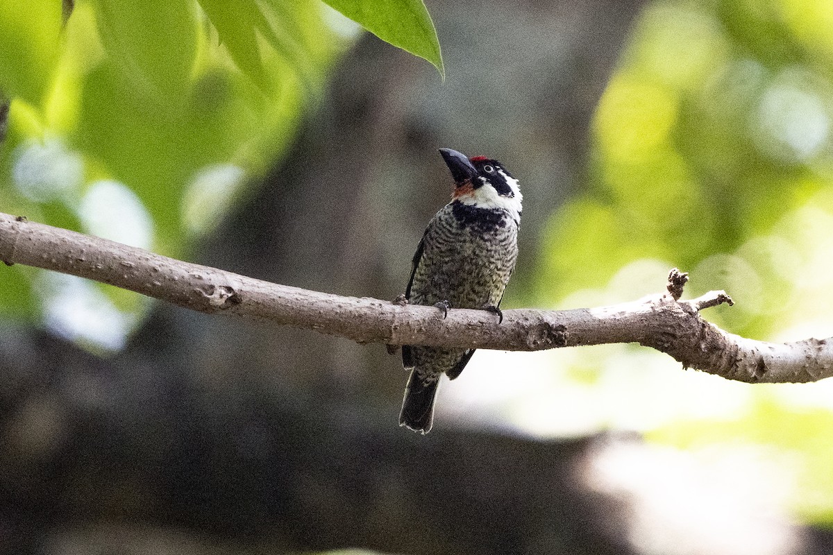 Banded Barbet - ML622872156