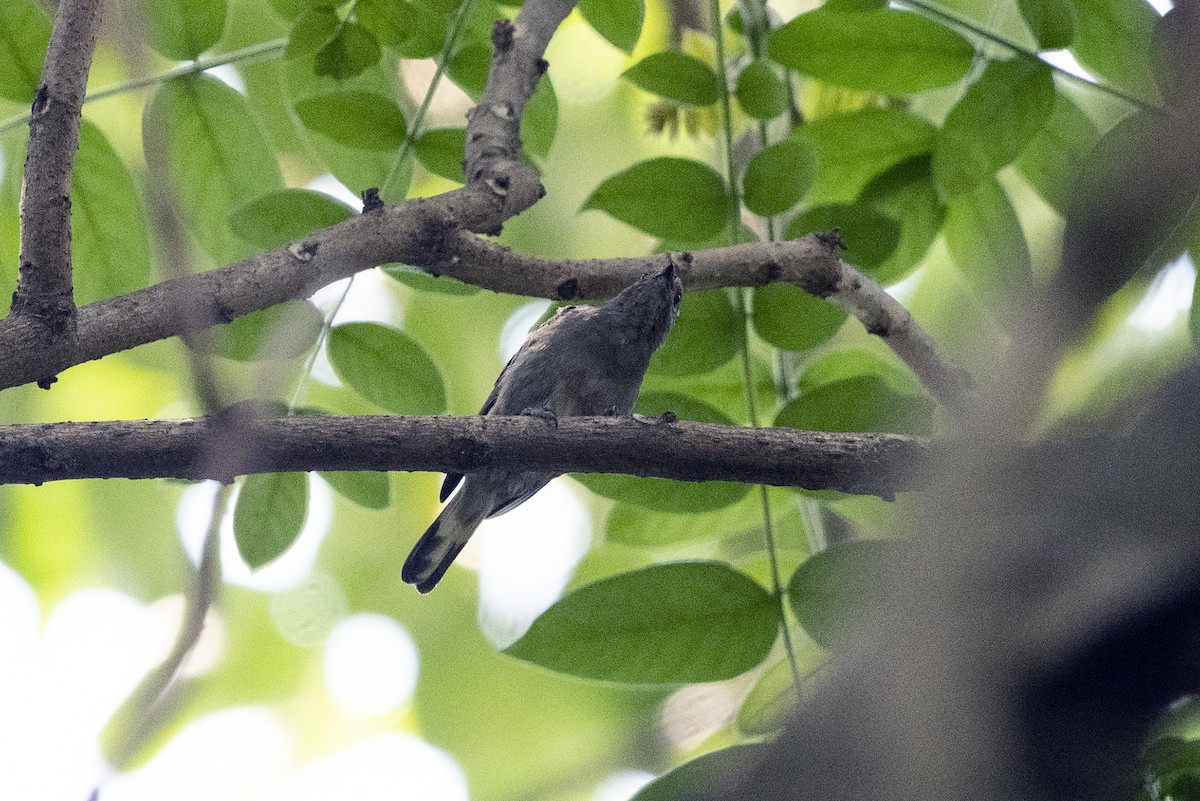 Lesser Honeyguide (Lesser) - ML622872164