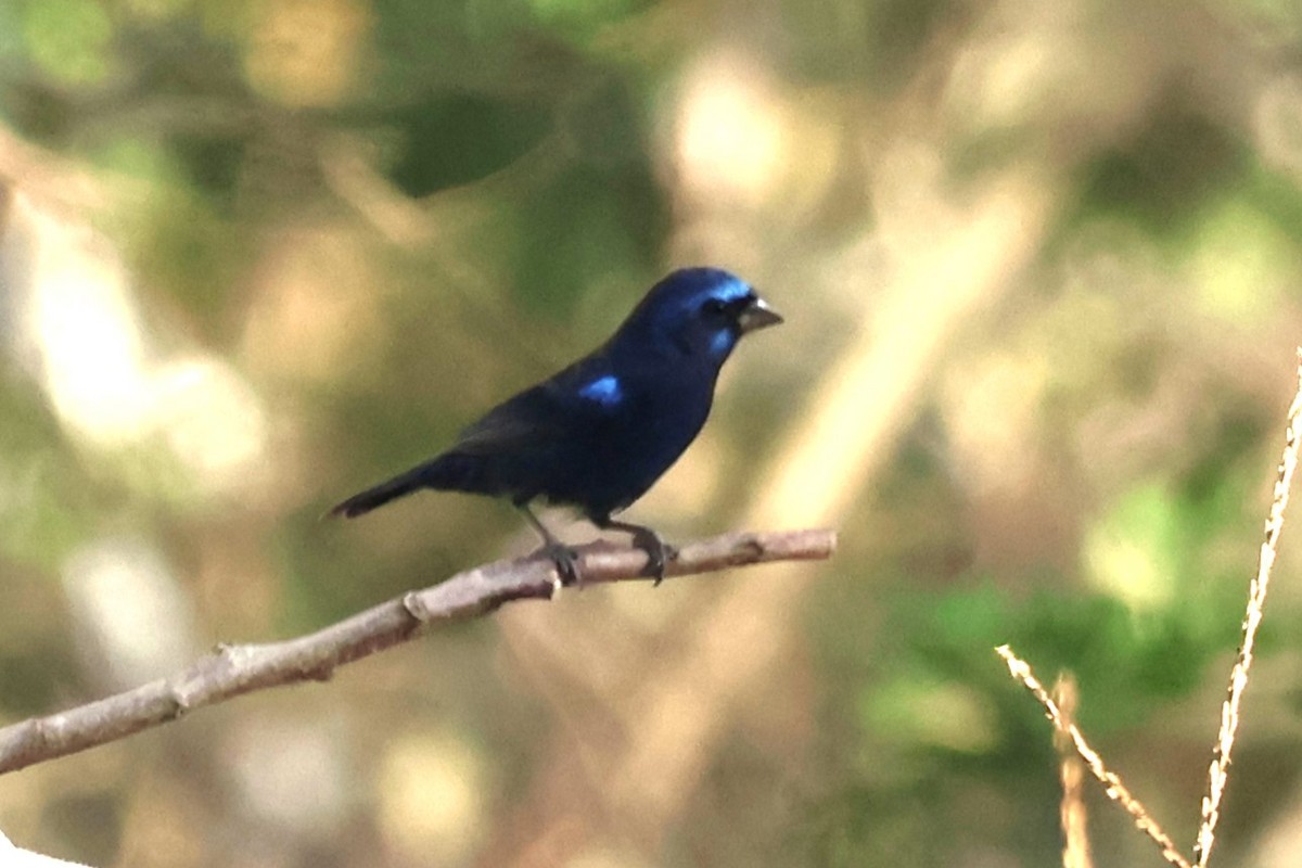 Blue Bunting - ML622872170