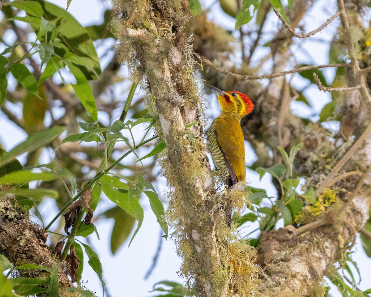 White-browed Woodpecker - ML622872261