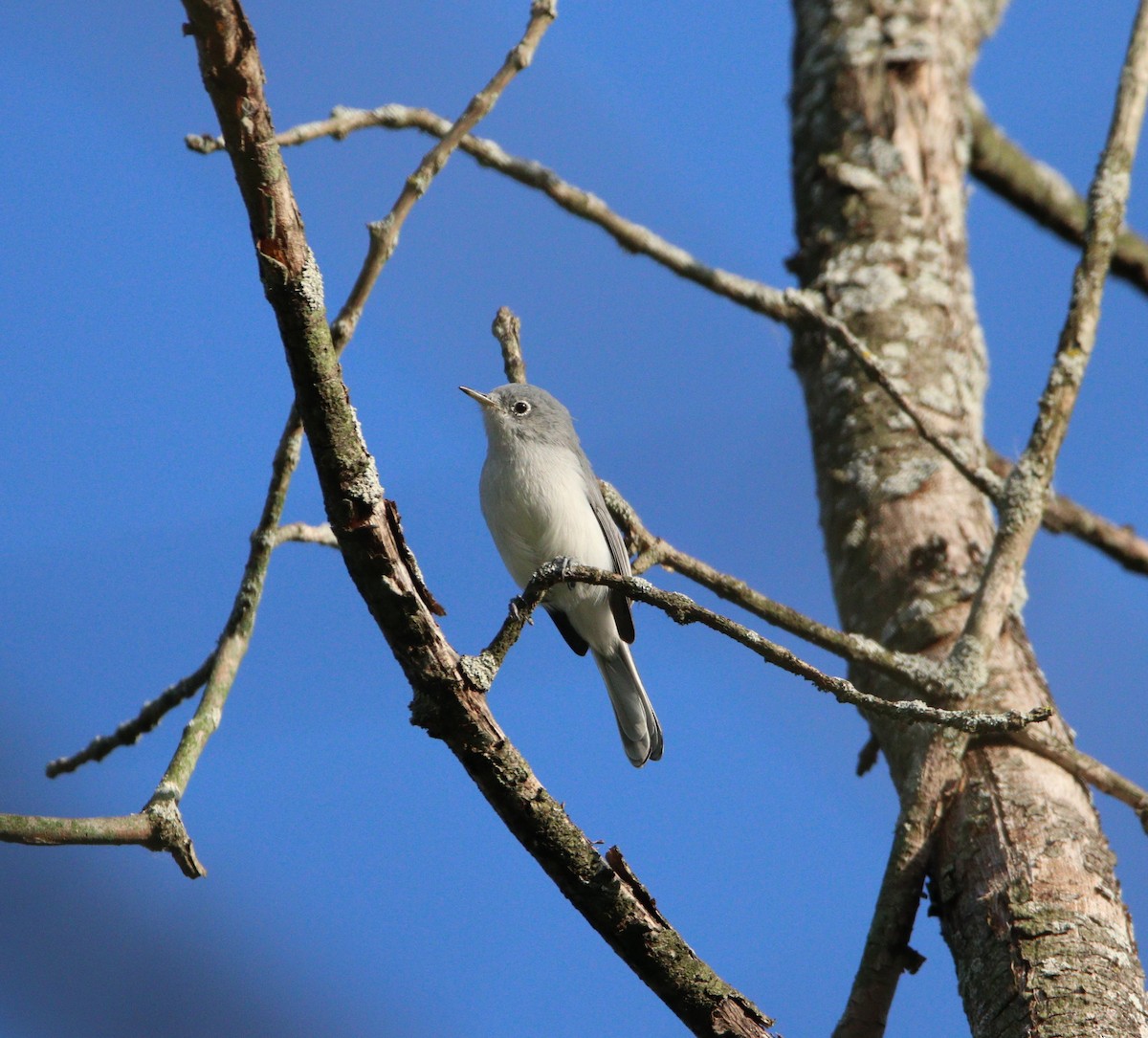 Blue-gray Gnatcatcher - ML622872264