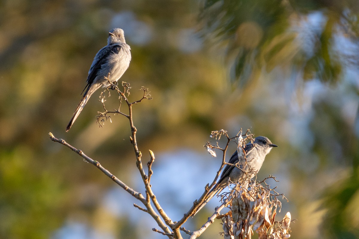 Shear-tailed Gray Tyrant - ML622872352