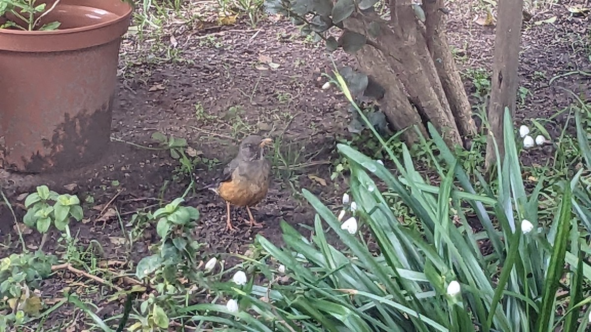 Olive Thrush - ML622872356