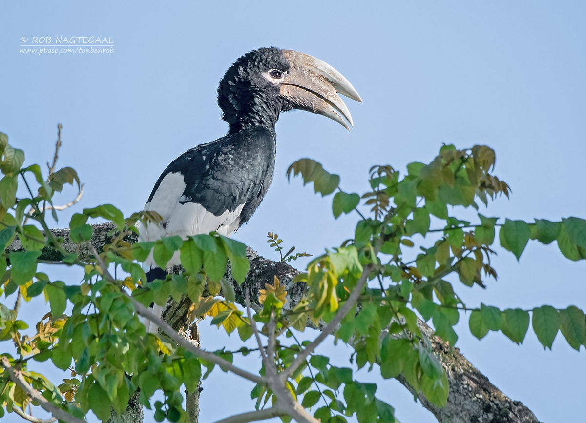 White-thighed Hornbill - Rob Nagtegaal