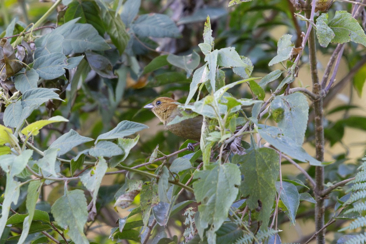 Chestnut-headed Tanager - ML622872393