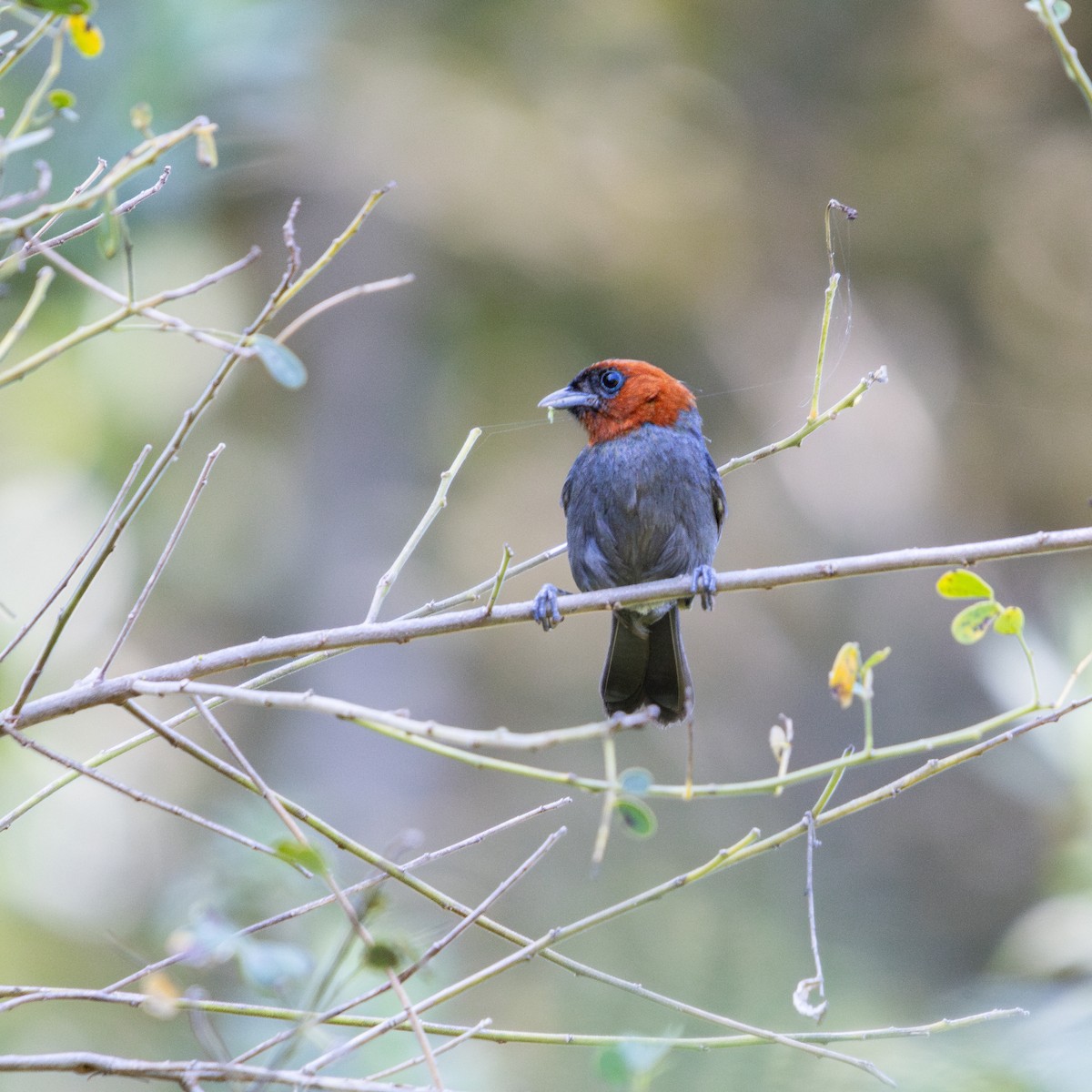 Chestnut-headed Tanager - ML622872395