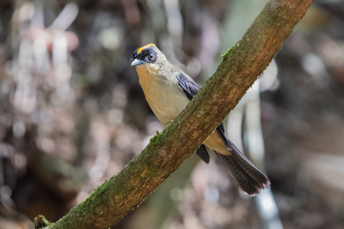 Black-goggled Tanager - ML622872418
