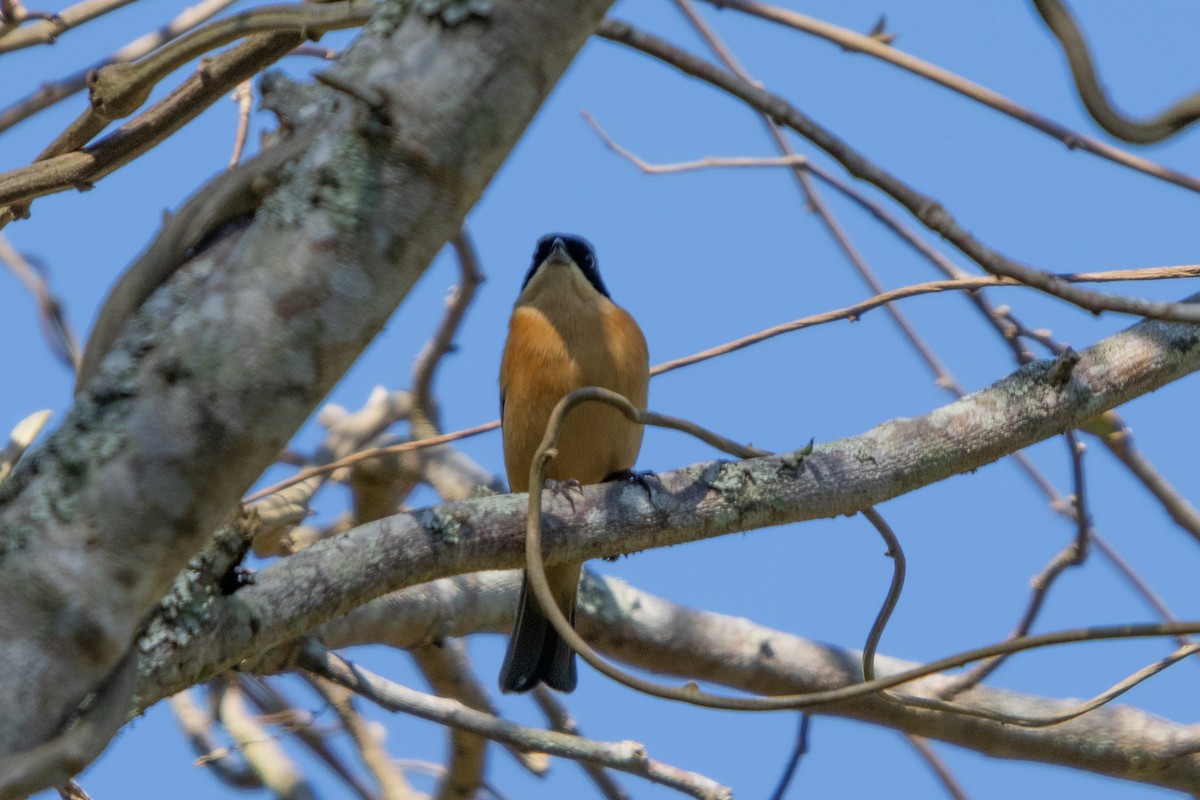 Fawn-breasted Tanager - ML622872433