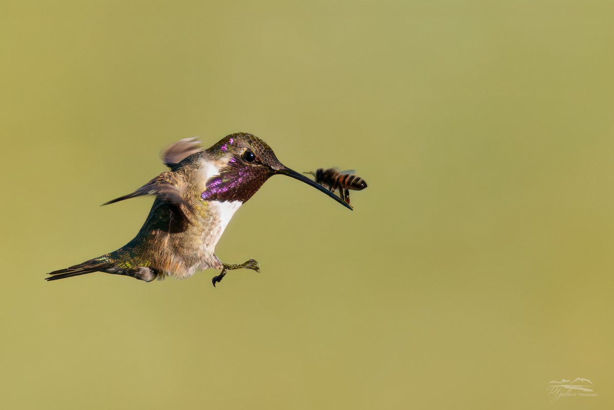Lucifer Hummingbird - ML622872437