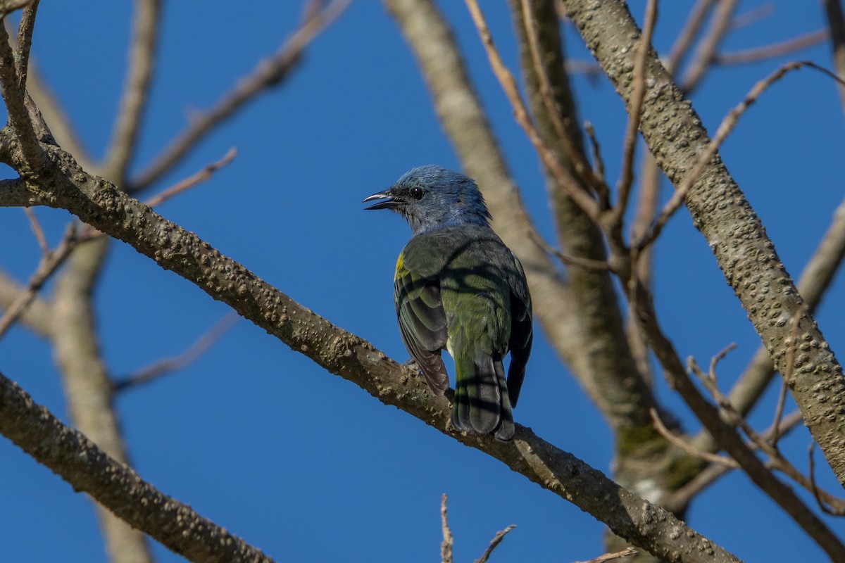 Golden-chevroned Tanager - ML622872438