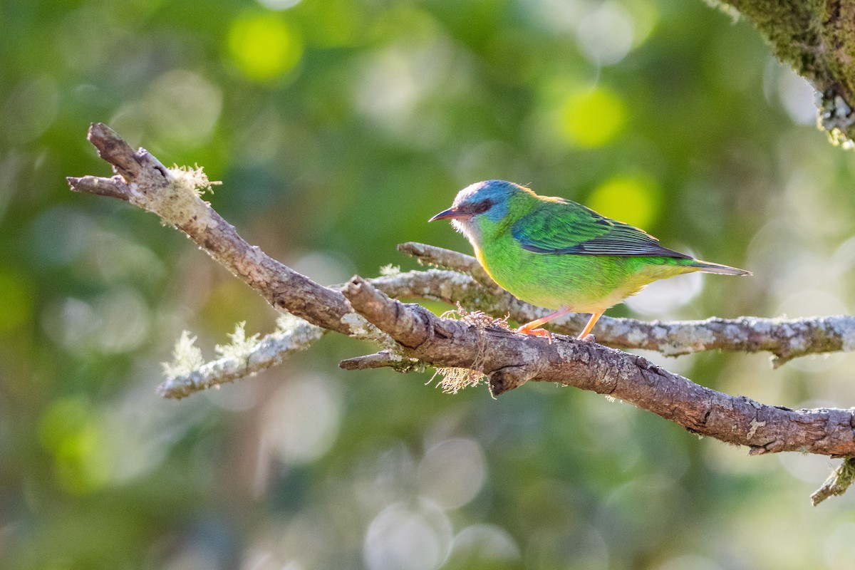 Blue Dacnis - ML622872442