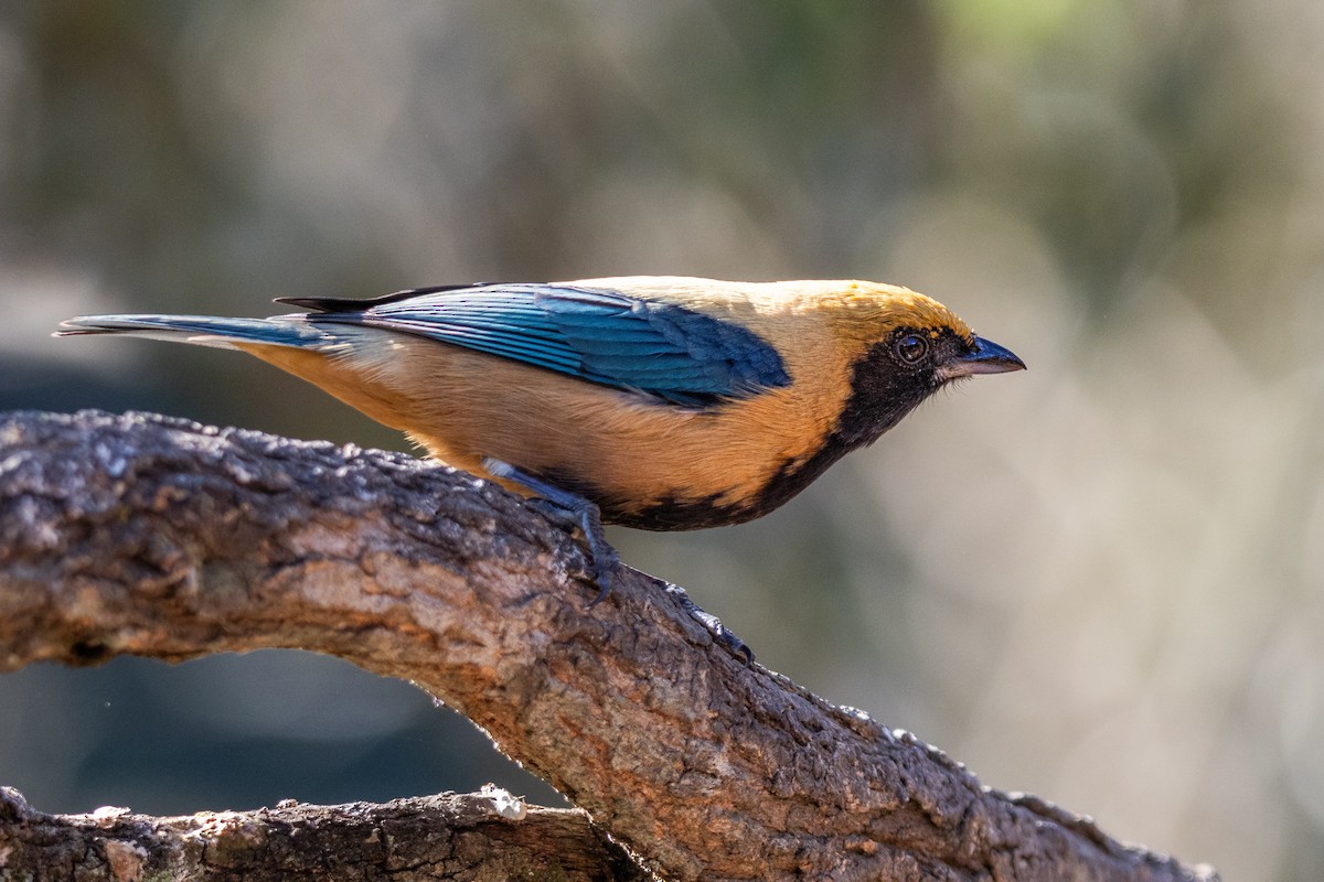 Burnished-buff Tanager - ML622872456