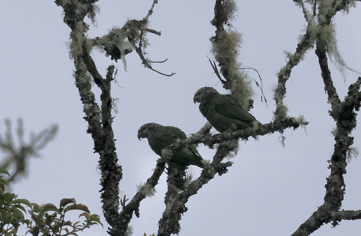 Speckle-faced Parrot - ML622872472