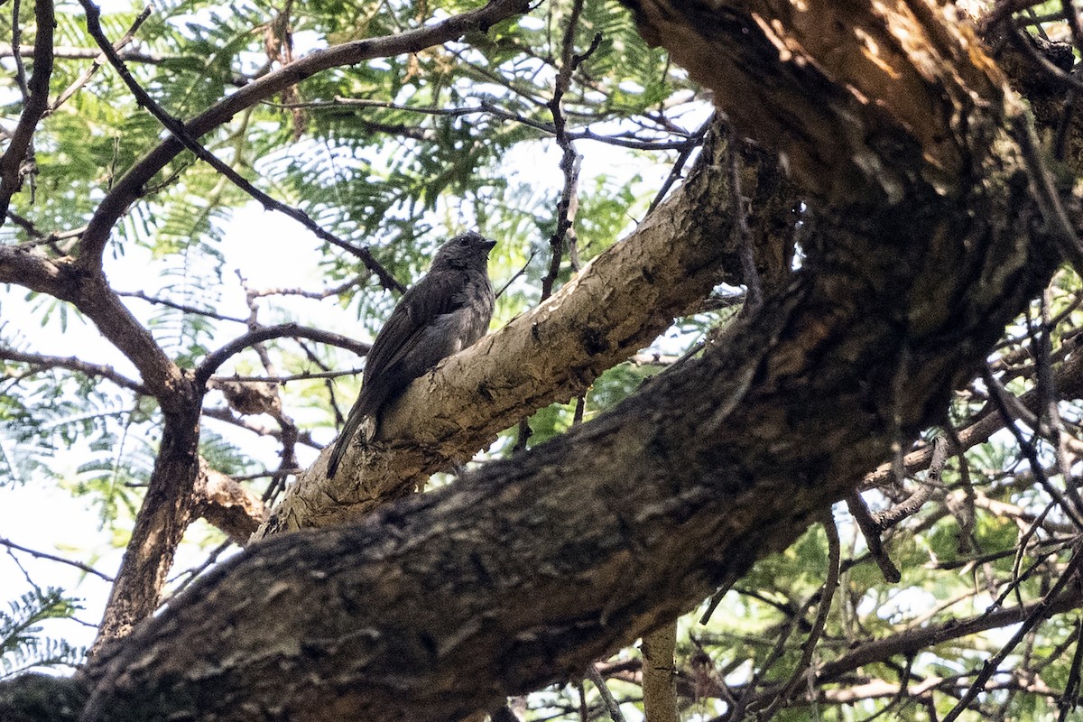 Lesser Honeyguide (Lesser) - ML622872475