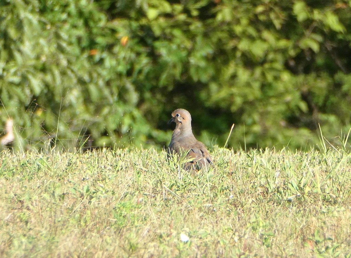 Mourning Dove - Kristine Hoffman