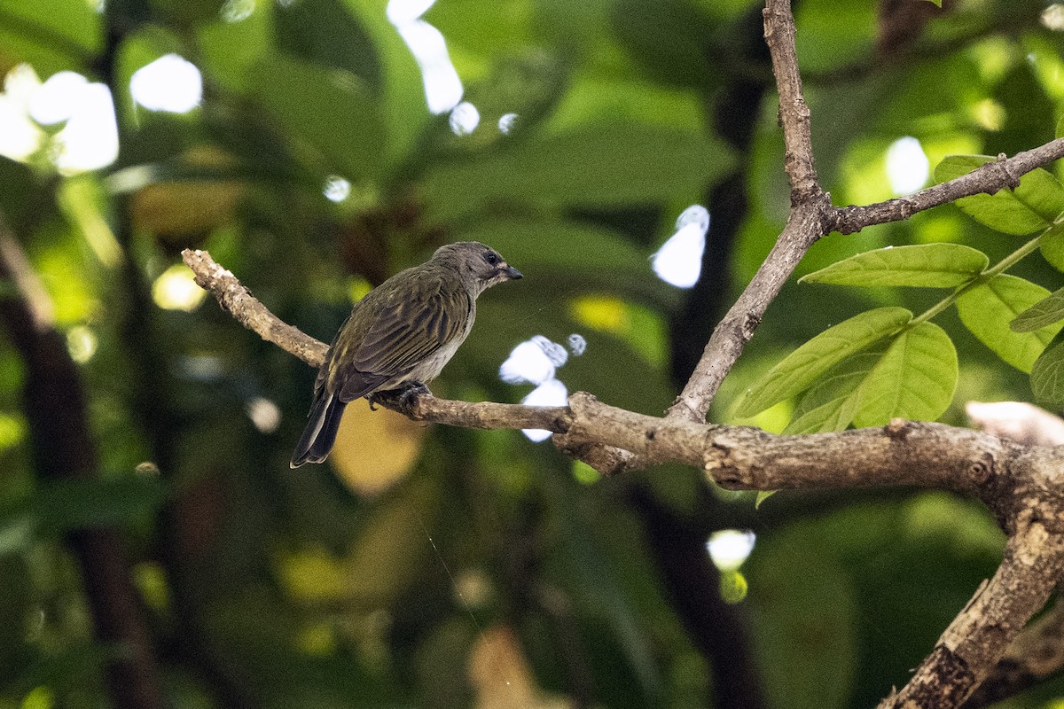 Lesser Honeyguide (Lesser) - ML622872479