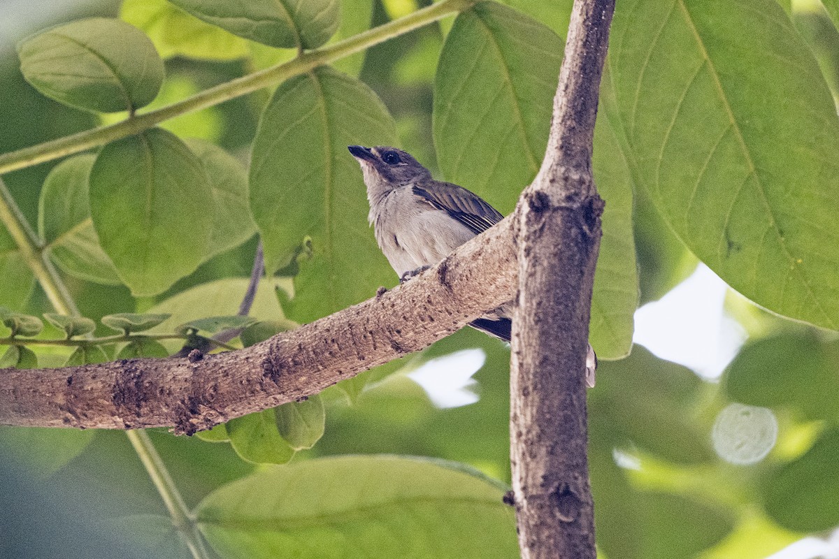 Lesser Honeyguide (Lesser) - ML622872480