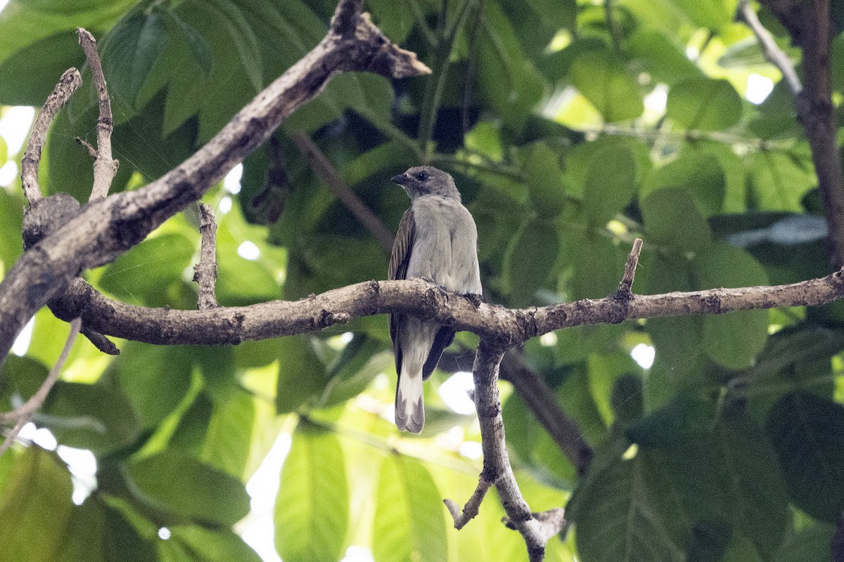 Lesser Honeyguide (Lesser) - ML622872481