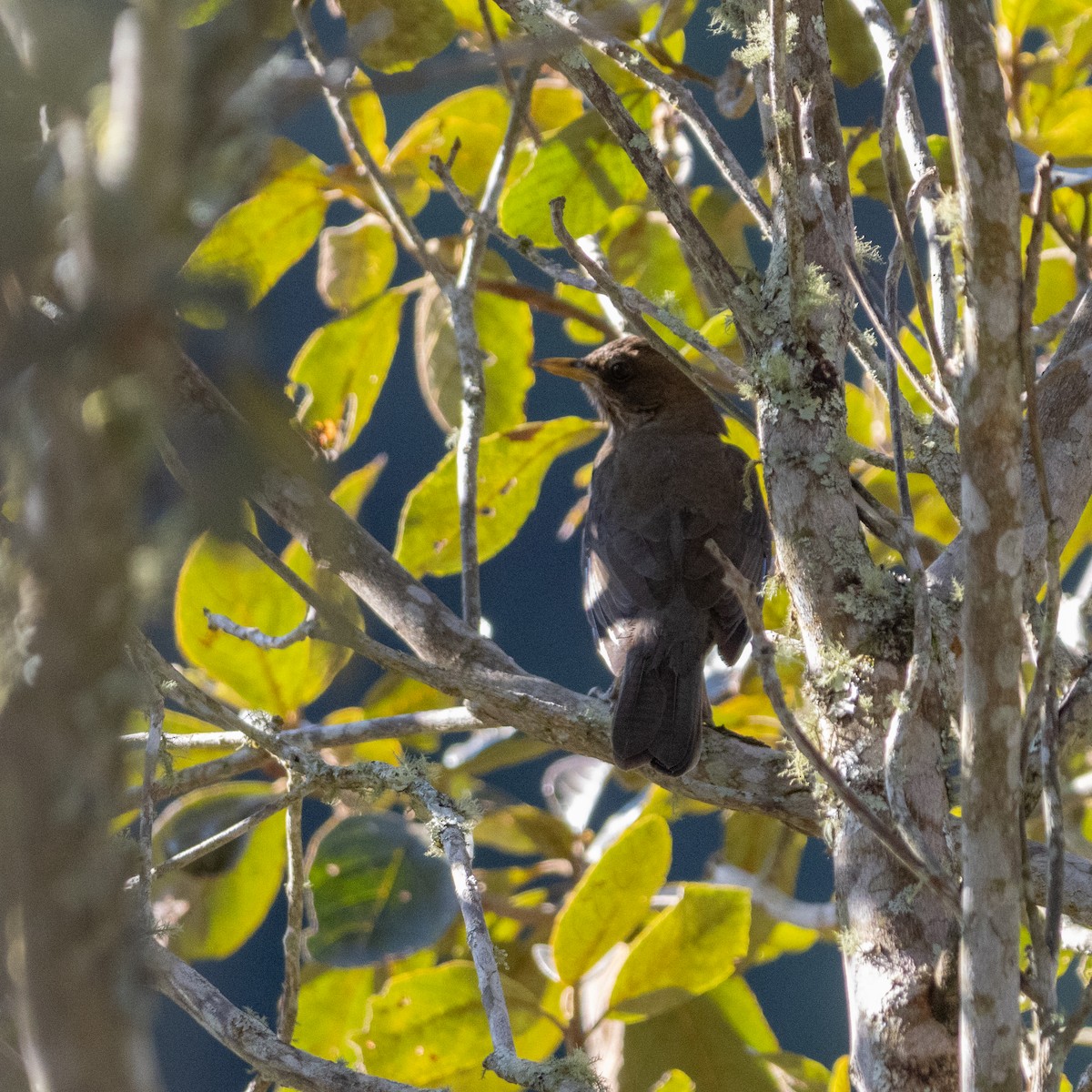 Creamy-bellied Thrush - ML622872483