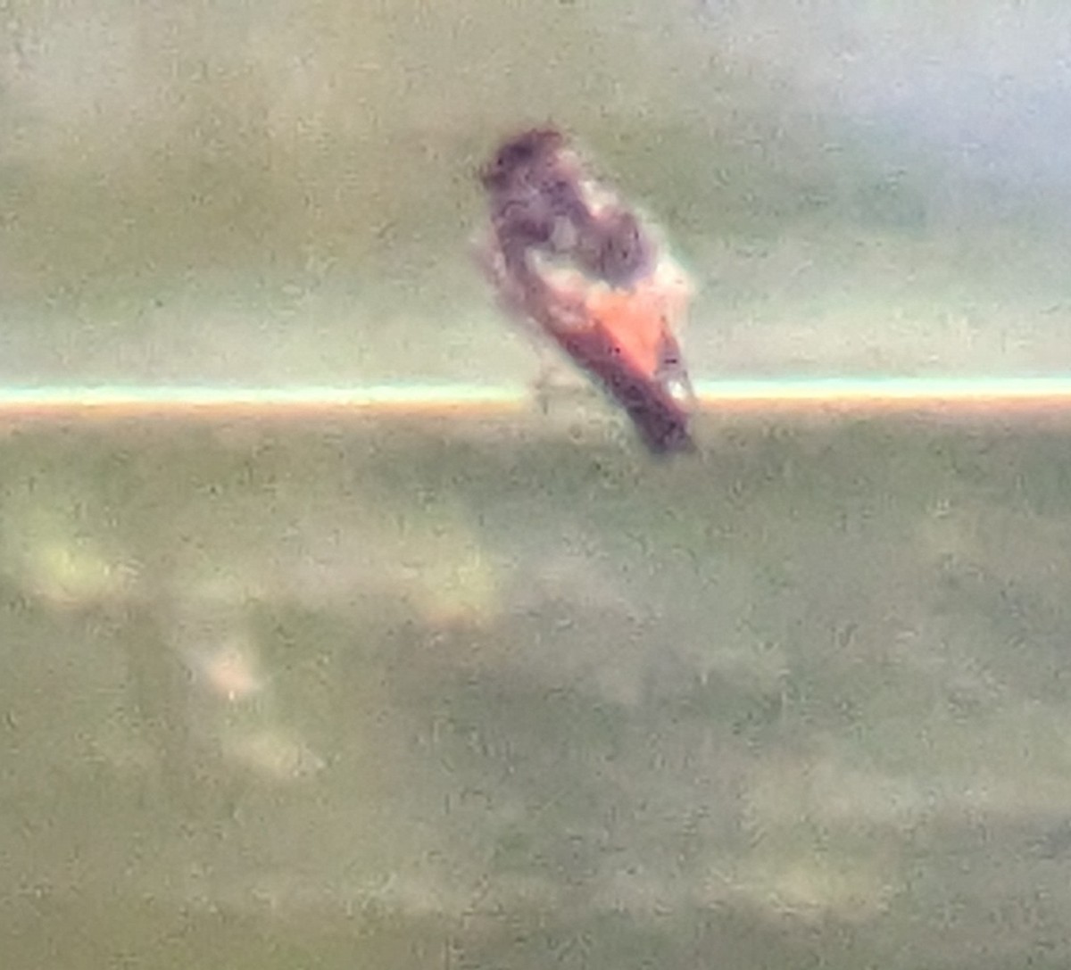 Fahlstirnschwalbe - ML622872493