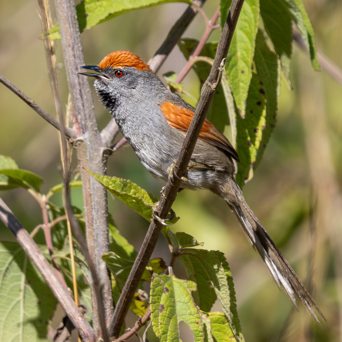 Spix's Spinetail - ML622872494