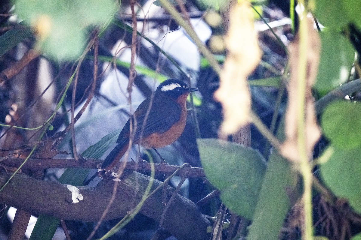 Rüppell's Robin-Chat - ML622872523