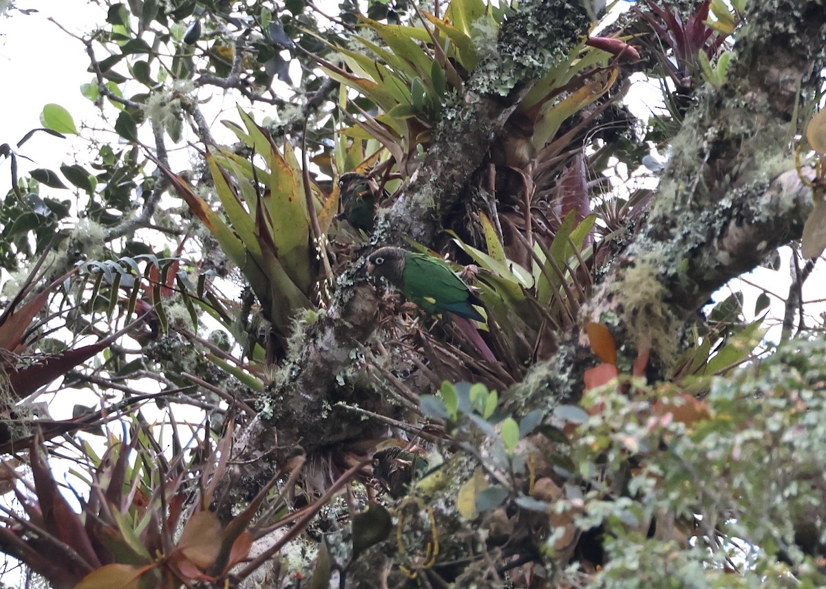 Brown-breasted Parakeet - ML622872545