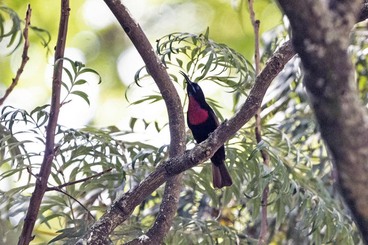 Scarlet-chested Sunbird - ML622872551