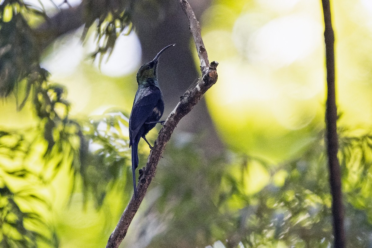 Tacazze Sunbird - Wachara  Sanguansombat