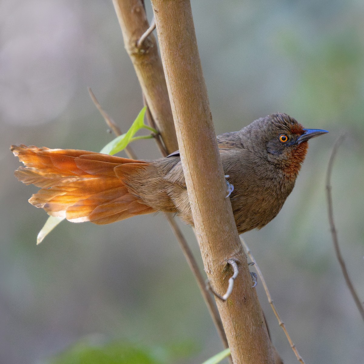 Orange-eyed Thornbird - ML622872566