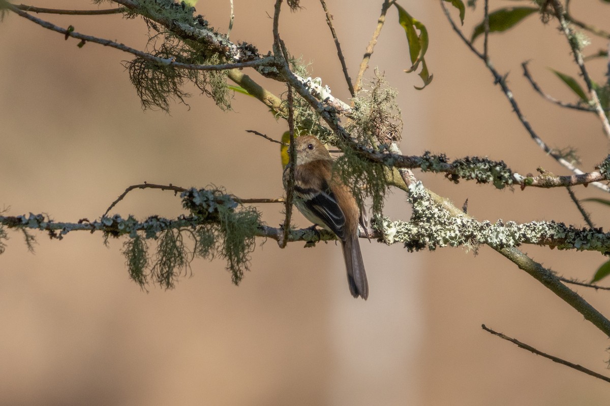 Bran-colored Flycatcher - ML622872586