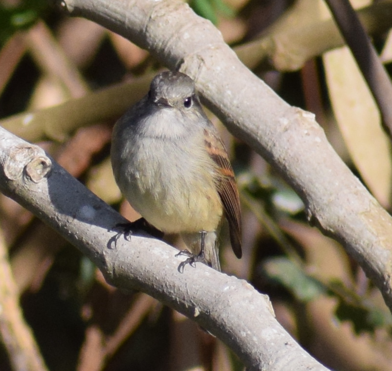 Patagonian Tyrant - ML622872676