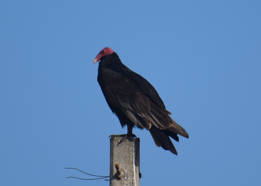 Turkey Vulture - ML622872747