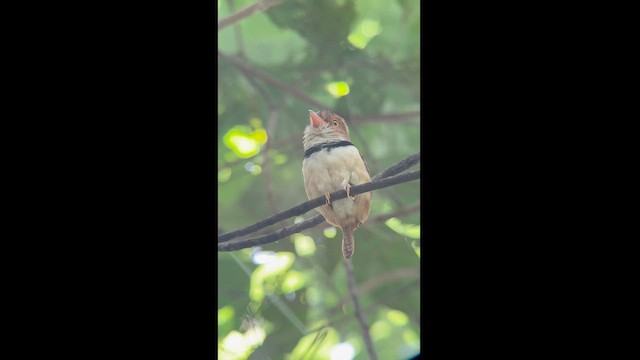 Collared Puffbird - ML622872880