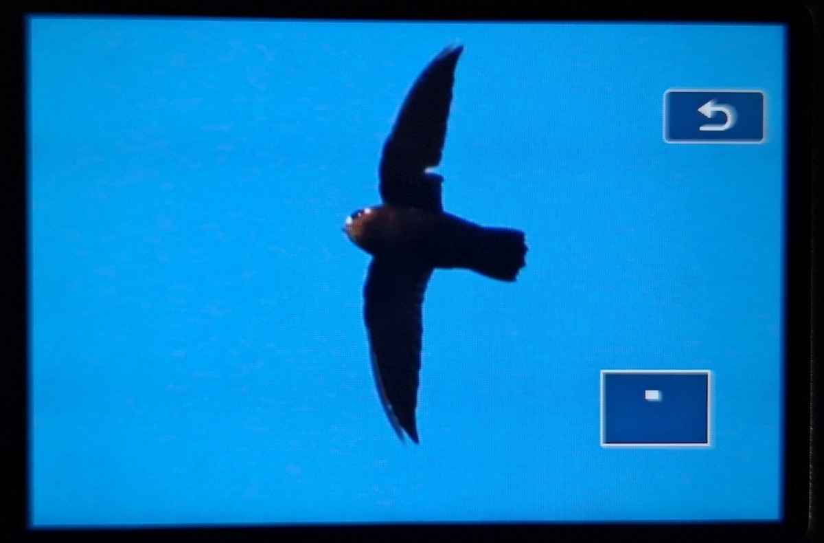 Spot-fronted Swift - ML622872918