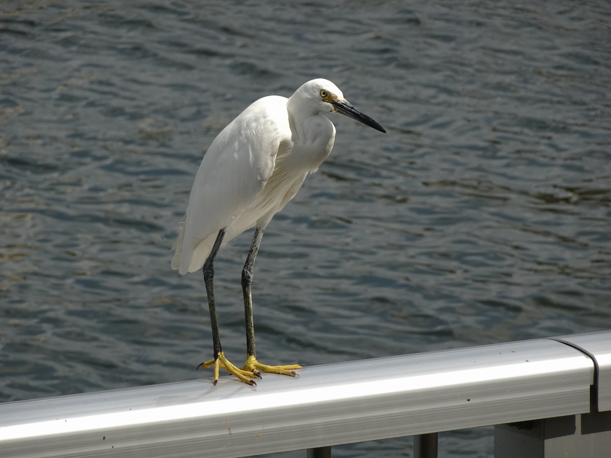 Little Egret - ML622872947