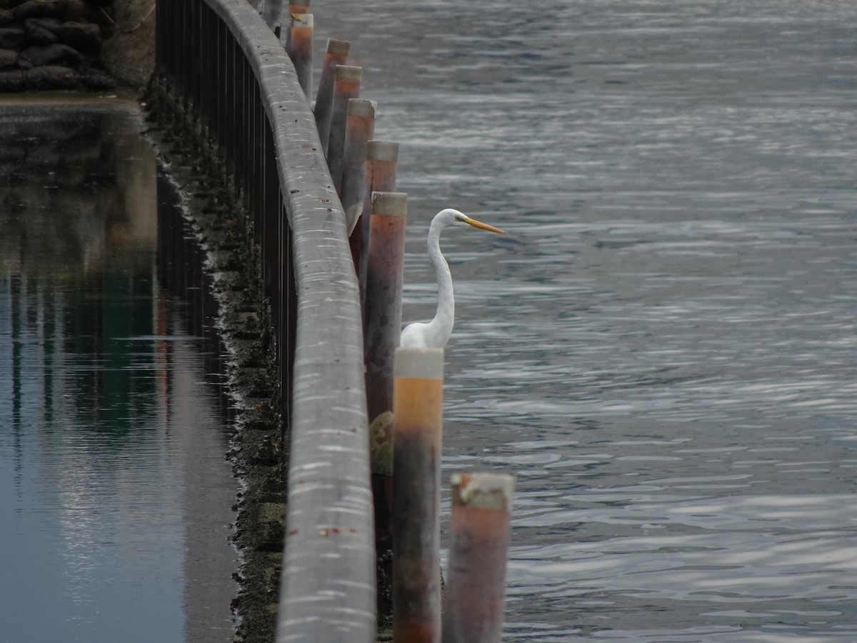 Great Egret - ML622872949