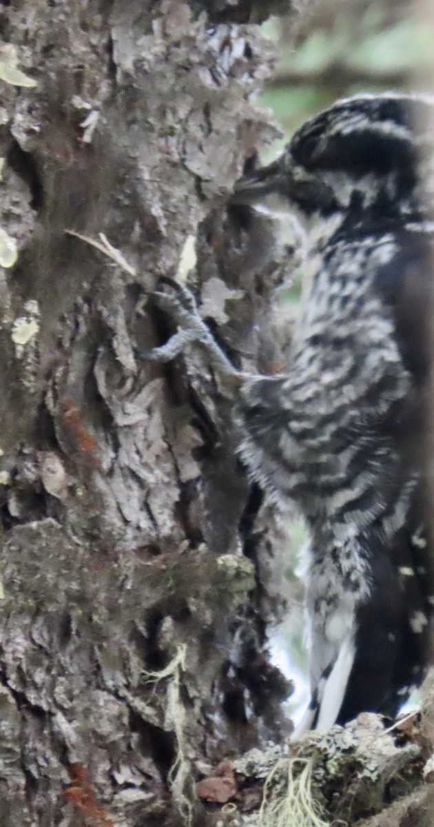 American Three-toed Woodpecker - Kathleen McEachern