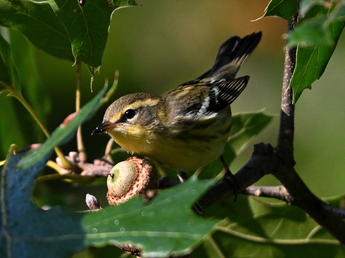 Blackburnian Warbler - ML622872974