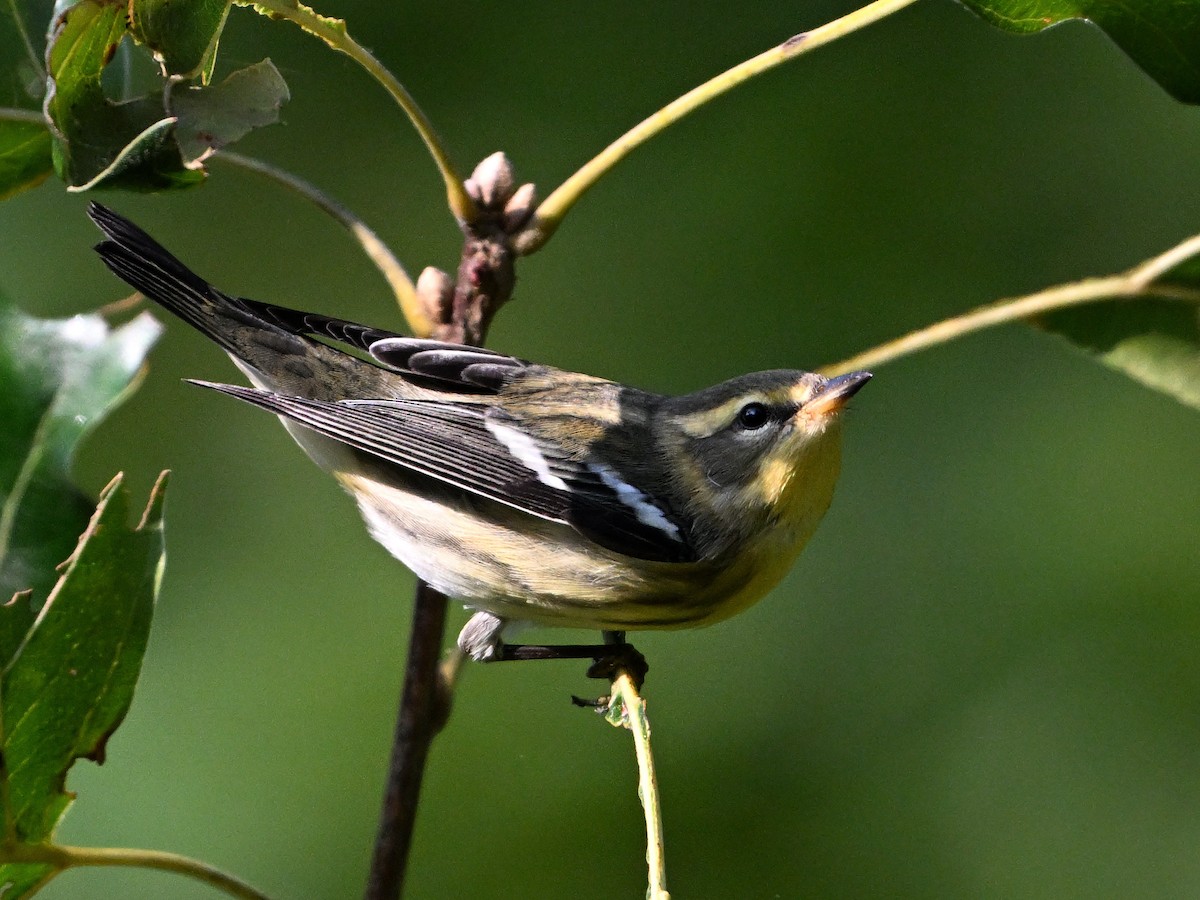 Blackburnian Warbler - ML622872975