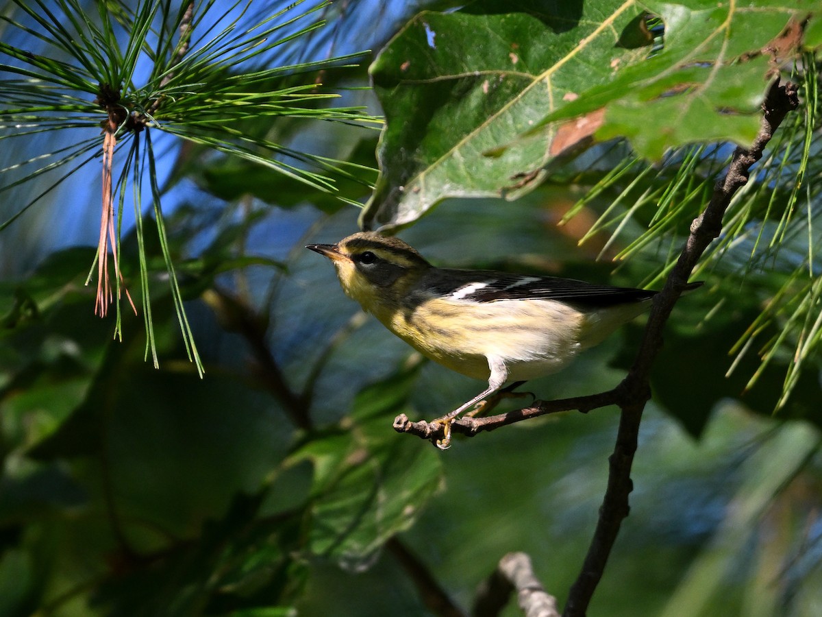 Blackburnian Warbler - ML622872977