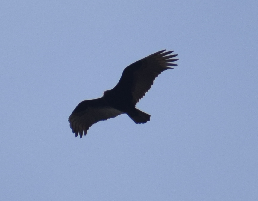 Turkey Vulture - ML622873055