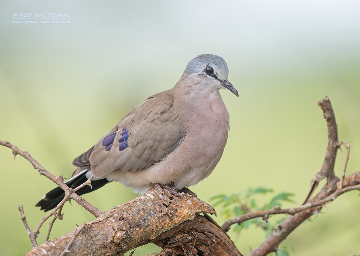 Black-billed Wood-Dove - ML622873121