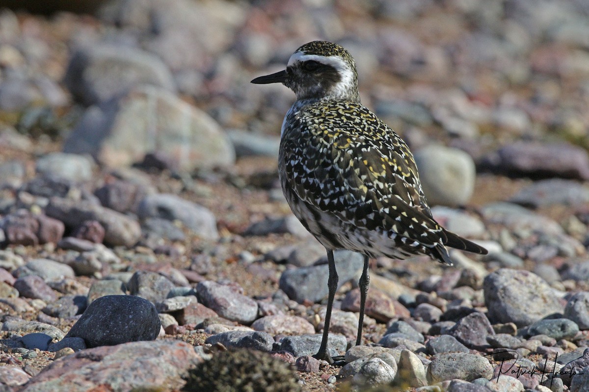 American Golden-Plover - ML622873148