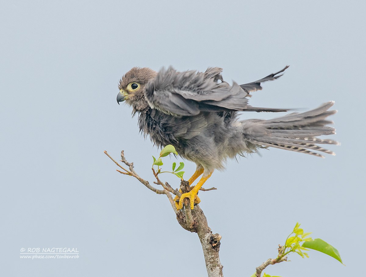 Gray Kestrel - ML622873153