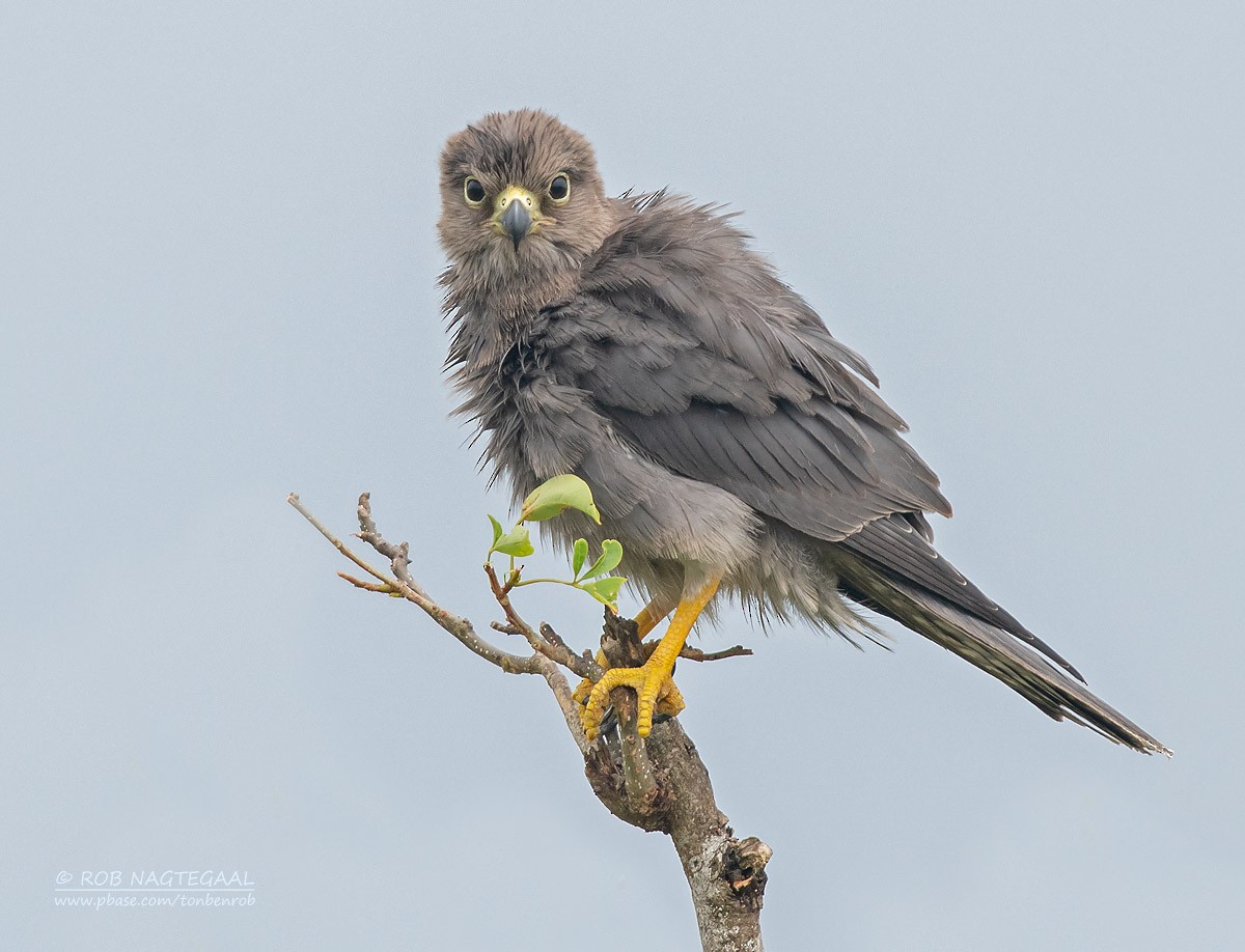 Gray Kestrel - ML622873154