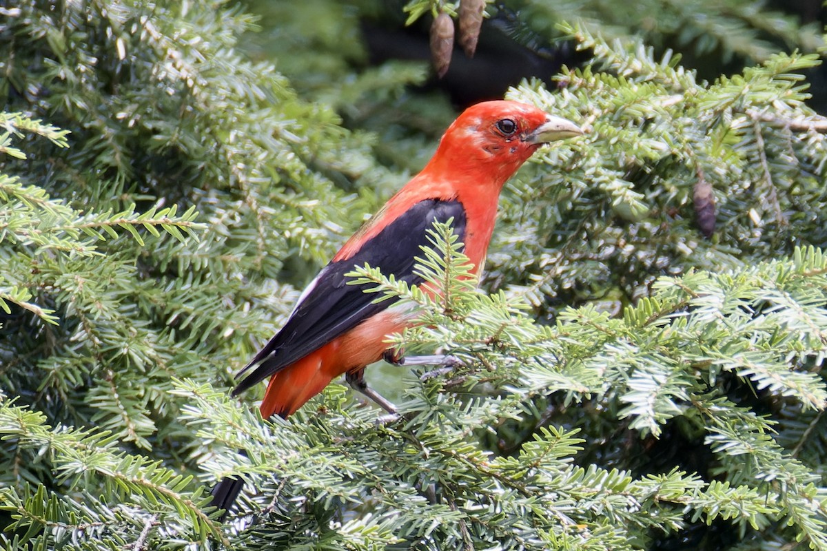 Scarlet Tanager - Ted Burkett